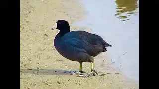 Coots have bizarre feet.🦶
