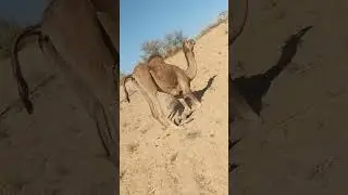 Camel is running on the knees&nbsp;#desertsafari&nbsp;#الجمال&nbsp;#جمال&nbsp;#wildlife&nbsp;#camels&nbsp;#views_viral#desertvibes