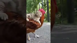 Cat and Hen Friendship #trendingshorts