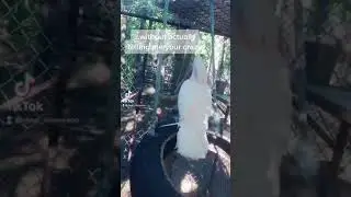 DEW Haven | Maine Zoo & Rescue: Cockatoo, Harley enjoying his enrichment toy