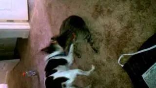 Funny evil cat and dog fight