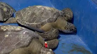 Turtle rescues