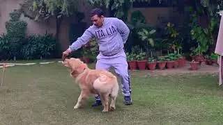 Cute golden retriever puppy Training 😍 #goldenretriever #puppy #training #dogtraining #dog 