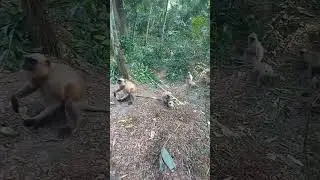 Langur Monkey Feeding Time #shorts #short #shortvideo #langurmonkey #babymonkey