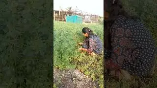 #music #love #agricultural #agriculturalfarm #agriculturalland #farming #nature #farm #2026