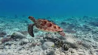 4K Free Stock Footage &ndash; Sea Turtle in Ocean | No Copyright Wildlife Video