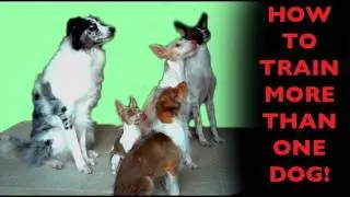 How to teach dogs to wait for their turn for training