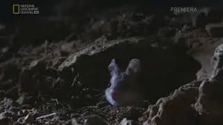 Grasshopper Mouse Howl