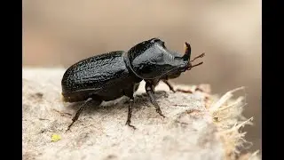 Rolrond vliegend hert Sinodendron cylindricum, mannetje