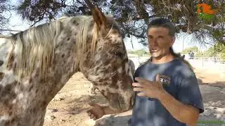 Как содержать лошадей, чтобы копыта были здоровыми? #копыта #лошади #hoof #hooves #horse