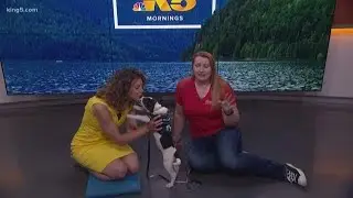 Pet of the Month