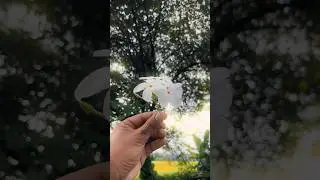 White Flower🌼 natural cinematic 4K shoot in iPhone 13 #photography #videography #flowers #shorts