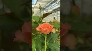 Немного о системе туманообразования в теплицах Юг-Агро #цветы #flowers #розыюгагро #розы