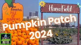 Tanaka Farm's Hana Field in Costa Mesa 2024: U-Pick Pumpkins & Flowers, Petting Zoo, Hay Ride & MORE