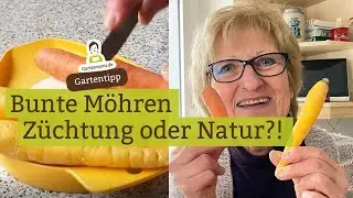 Bunte M&ouml;hren - Natur oder gez&uuml;chtet? Karotten in verschiedenen Farben