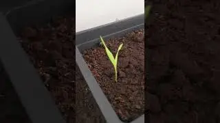 КУКУРУЗА Corn EXPRESSION #garden #corn #огород #посадкакукурузы #travel #hobby #земледелие  #popular