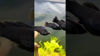 happy fish keeping | Happy Ramadan #live #plantedaquarium #aquarium