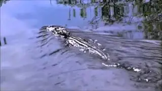 Swamp Biome Film Video