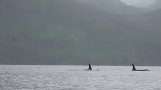 Extraordinary Wildlife Encounter on the Johnstone Strait