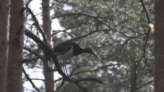 Black stork clapping the beak