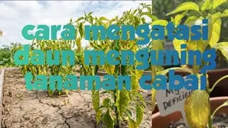 Cara mengatasi tanaman cabai daun menguning kekurangan magnesium 