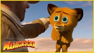 ¡¡Alex es el bebé más tierno!! 🦁🥹⭐️ | DreamWorks Madagascar en Español Latino