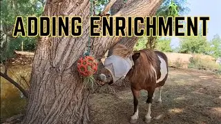 Enrichment Ideas For Horses and Goats Slow Feeder Hay Balls