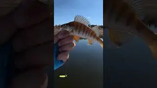 Kopan Silikonlarınızı Atmayın! #lrfavı #fishing #fish #trending #bassfishing #balık #carp #trout