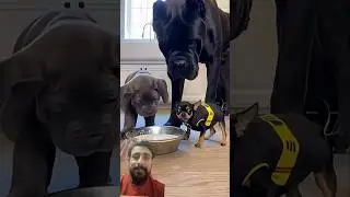 funny moments of the dog #funny
