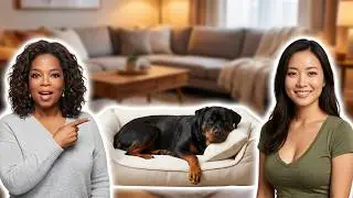 Designer Dog Beds - My Dog's Sleep Transformed After This One Change!