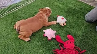 Almond Playing! Sugarplum Bulldogs!