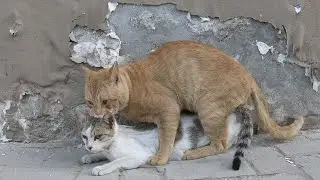 Homeless cats in Ras Al Khaimah, UAE #cat #cats #kitten #kittens #emirates #UAE #pets #pet #straycat