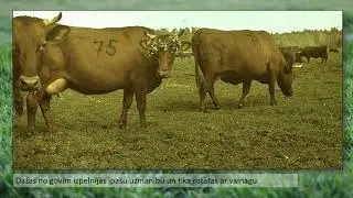 Pirmās ganību dienas P/S ,,Rudbārži