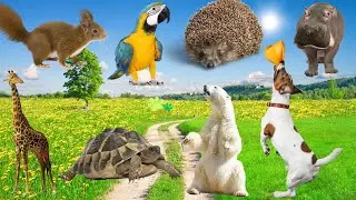 Unique Sounds of Animals: Squirrel, Dog, Polar Bear, Hippo, Turtle, Giraffe, Hedgehog, Parrot