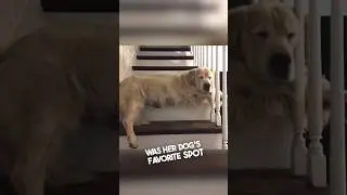 Она хотела сохранить память о своей умершей собаке ❤️