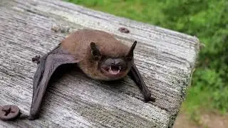 Coastal Kingdom at Home: Up Close With a Bat
