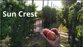 Sun Crest - Gialamas Farm