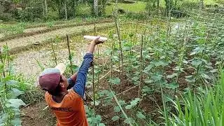 sanut sangat bersemangat #sawah