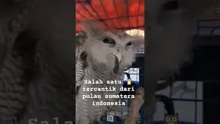 bubo sumatranus #shortsvideo #shorts #short #burunghantu #bubosumatranus #burungpredator #birds
