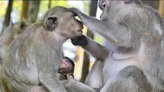 Great job Gladdis grooming cleaning monkey Dakota heartwarming lovely