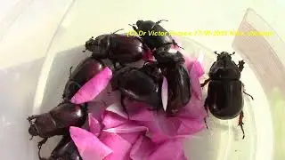 Городские Слоны и Носороги на Подоконнике: Oryctes nasicornis, Pentodon idiota, Dorcus sp.!