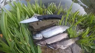 Catch, Clean, + COOK: Trout in Alpine Lake (Flyfishing Trinity Alps)