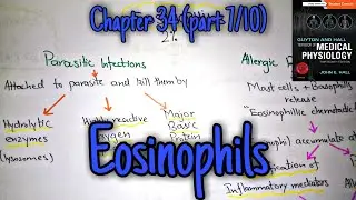 Eosinophils chapter 34 (part 7) Guyton and Hall text book of physiology