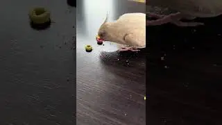 Which colors of Froot Loops he will save for last? #bird #oiseau #cockatiel #funny #dr&ocirc;le #fun