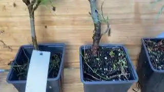 IMG Bonsaijungpflanze Pinus cembra, Arve  #tree  #Bonsai#pflanzendiscountschweiz#garten#Arve#Pinus