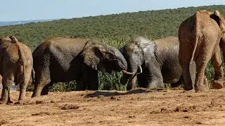Addo Elephant National Park 2018 in Photos