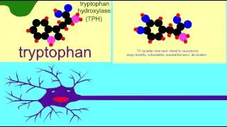 SYNAPSE: SYNTHESIS OF NEUROTRANSMITTER