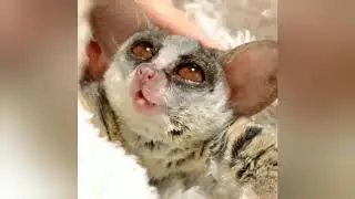 A Very Cute Bush Baby Gray Mouse Lemur | RELAX With Nature