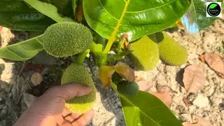 Commercial Jackfruit Farming|| व्यावसायिक कटहल की खेती||Vietnam Super Early Jackfruit Plant 