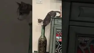 Expert In Tricky Situations 😂